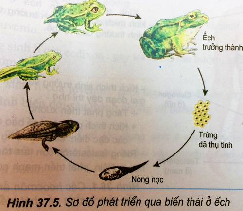 Chương III – Bài 37: Sinh trưởng và phát triển ở động vật