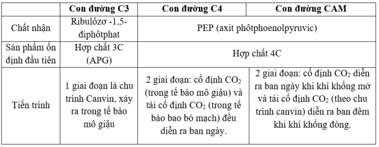 Chương I – Bài 9: Quang hợp ở các nhóm thực vật C3, C4 và CAM