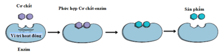 Lý thuyết Sinh học 10 Bài 14: Enzim và vai trò của enzim trong quá trình chuyển hóa vật chất