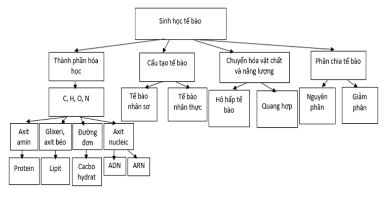 Lý thuyết Sinh học 10 Bài 21: Ôn tập phần sinh học tế bào