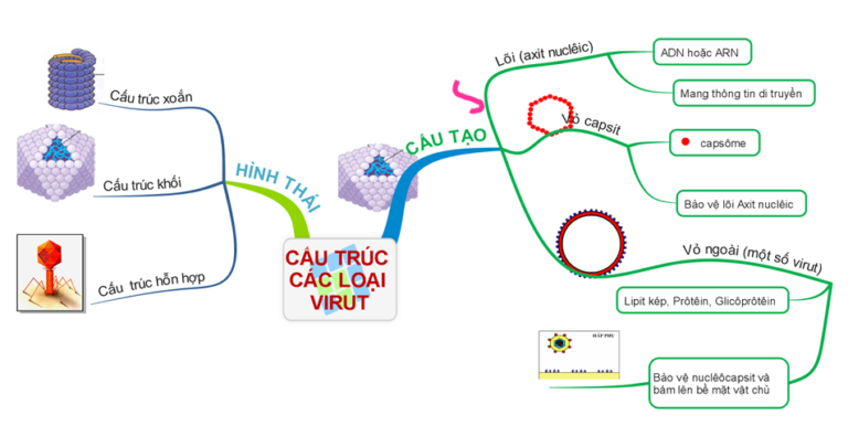 Lý thuyết Sinh học 10 Bài 33: Ôn tập phần sinh học vi sinh vật